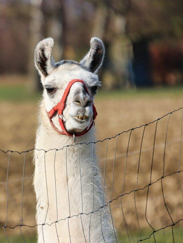 How can Llamas help in fight against Covid