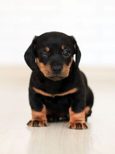 Pets in apartments: What&rsquo;s allowed & what&rsquo;s not