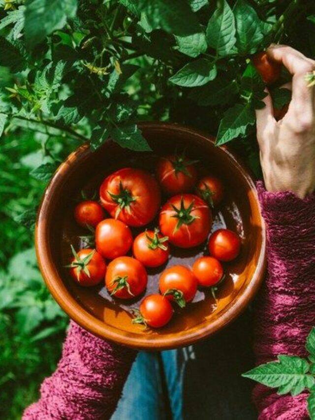 Red Gold Which countries produce the most tomatoes?