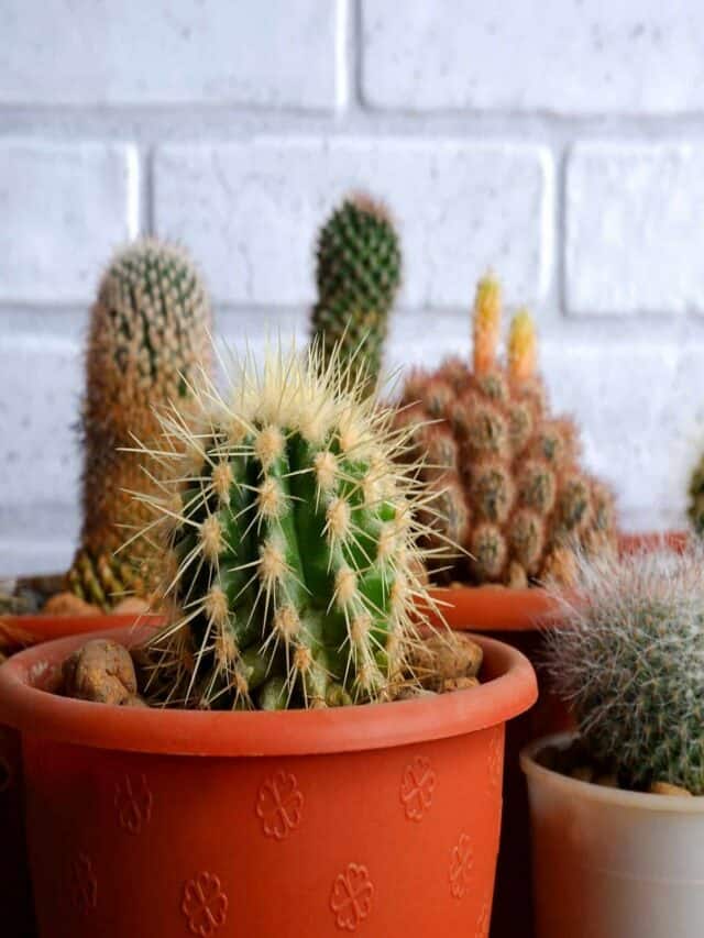7 Tips To Grow Cactus At Home