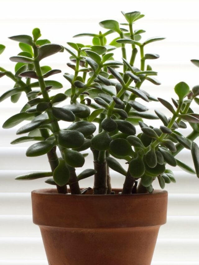 cropped Jade Plant