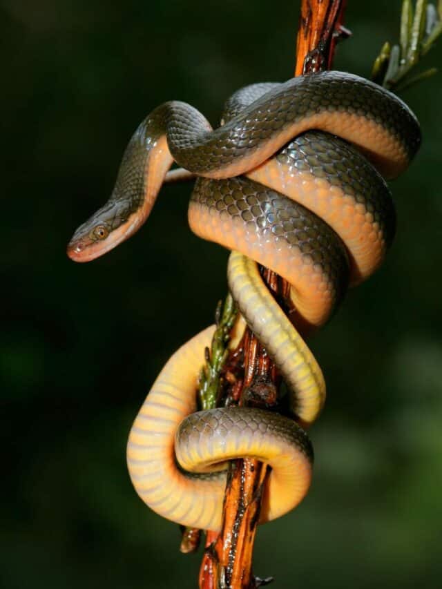 Snakes Rosh పాము విషపూరితమైనదో కాదో తెలుసుకోవడం ఎలా?
