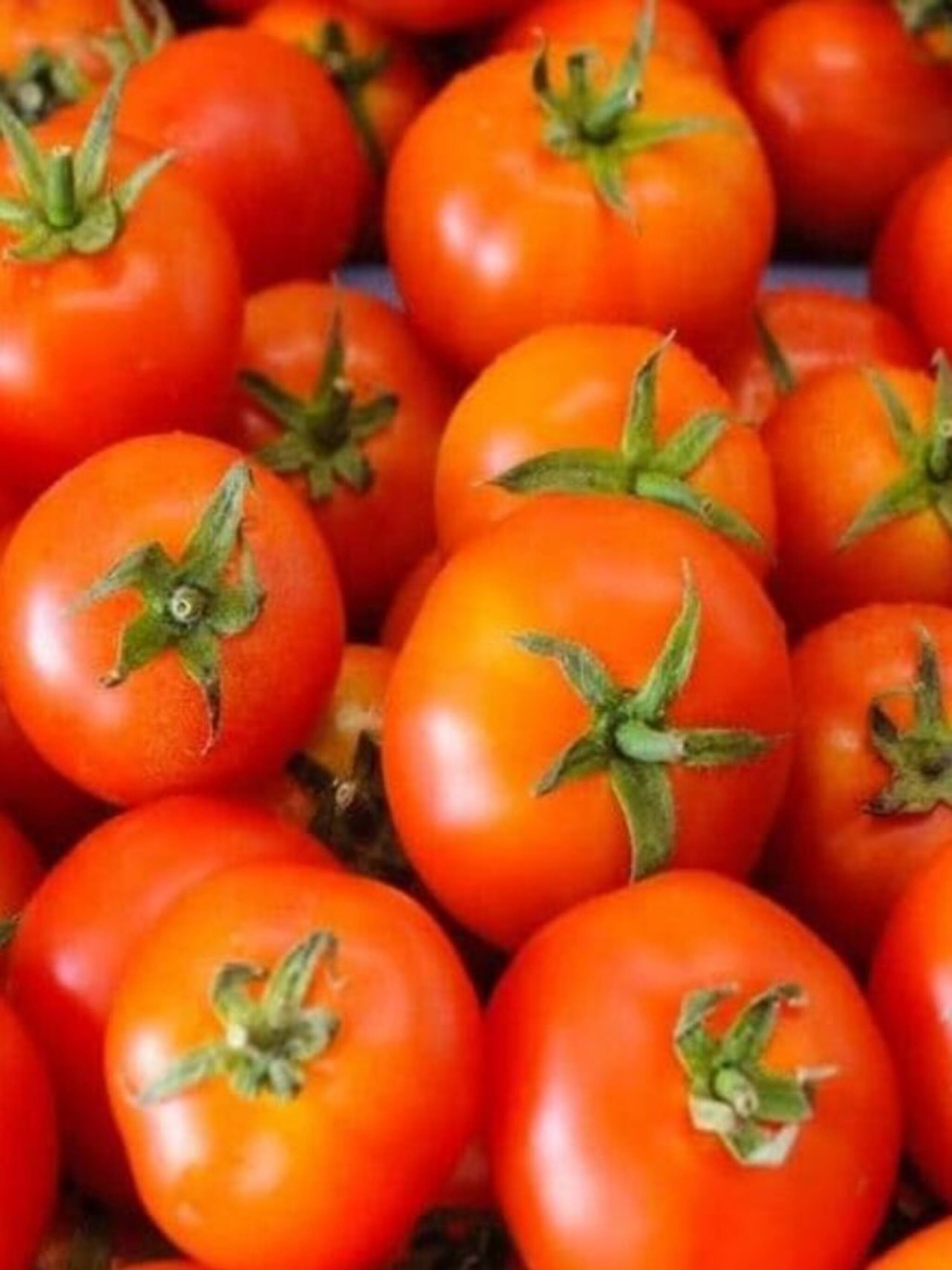 টমেটোর দাম কেন আকাশছোঁয়া?