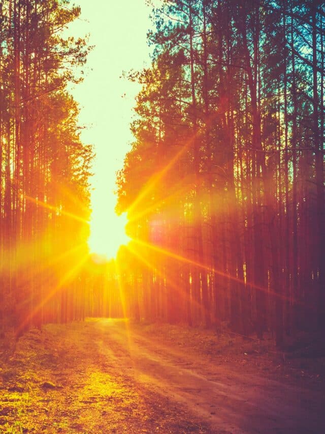 10 Inspiring PlantBased Quotes For Life