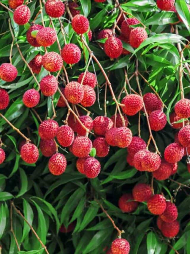 10 Plants That Have Spiny Fruits