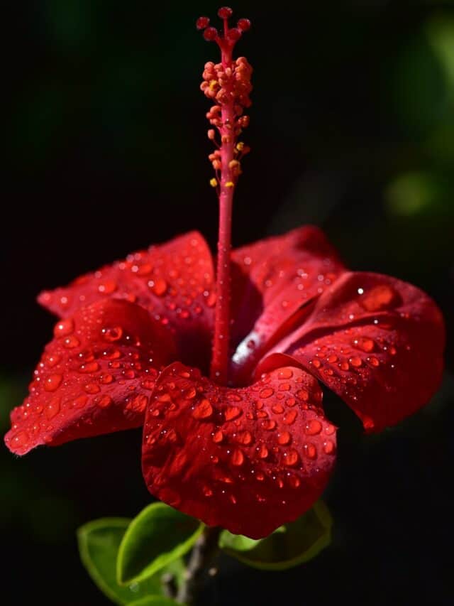 10 Flowers For Puja Ceremonies
