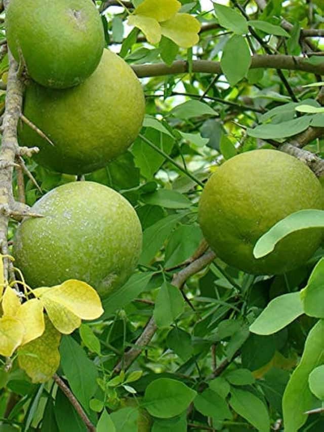 Benefits of Bael Fruit بیل گری کھانے کے فوائد