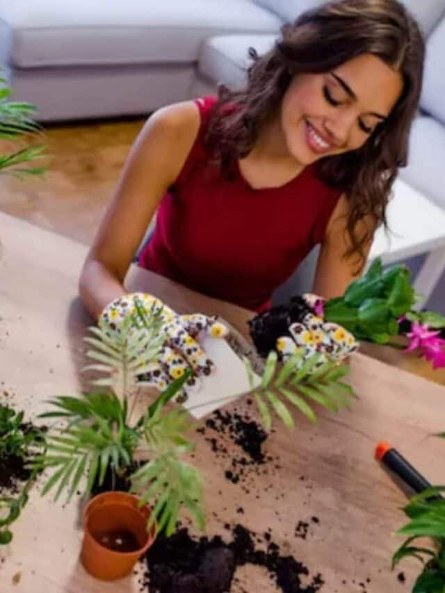 6 Tips to Take Care of Your Money Plant