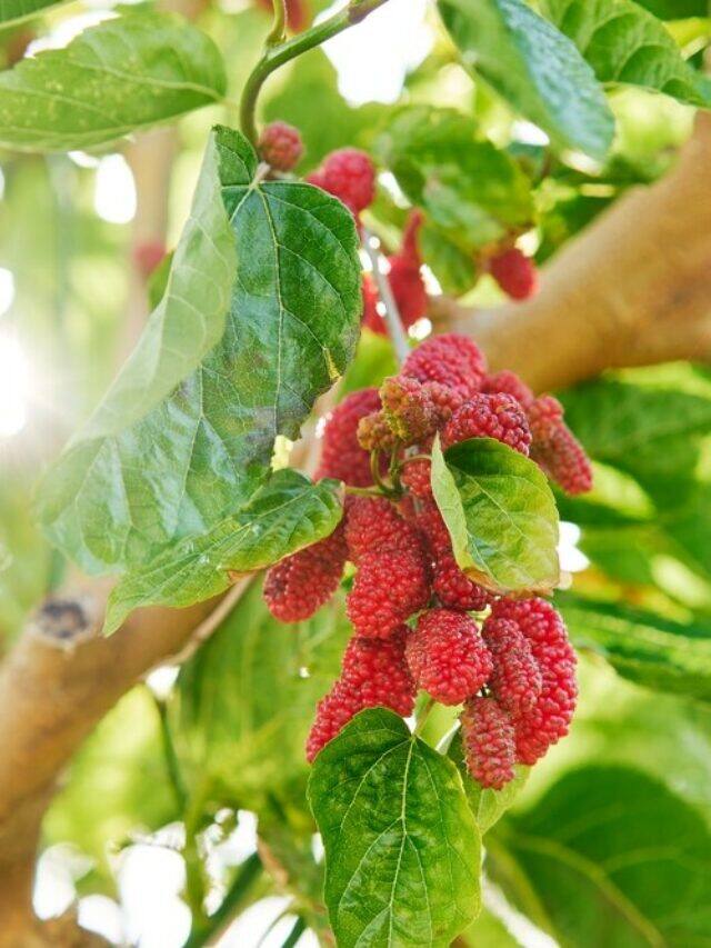 8 Profitable Crops To Grow in 1 Acre Land