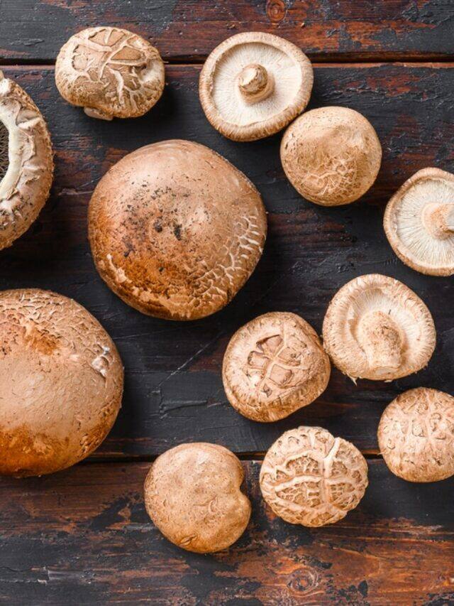 10 Health Benefits Of Eating Mushroom » Digital Press Media