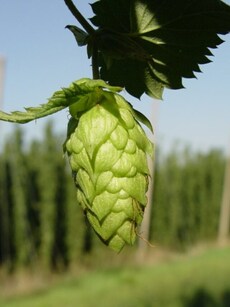 These are the costliest vegetables in the world