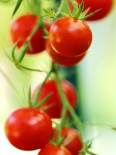 These ten countries are the world&rsquo;s biggest producer of tomatoes