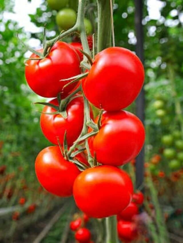 how-to-grow-tomatoes-at-home