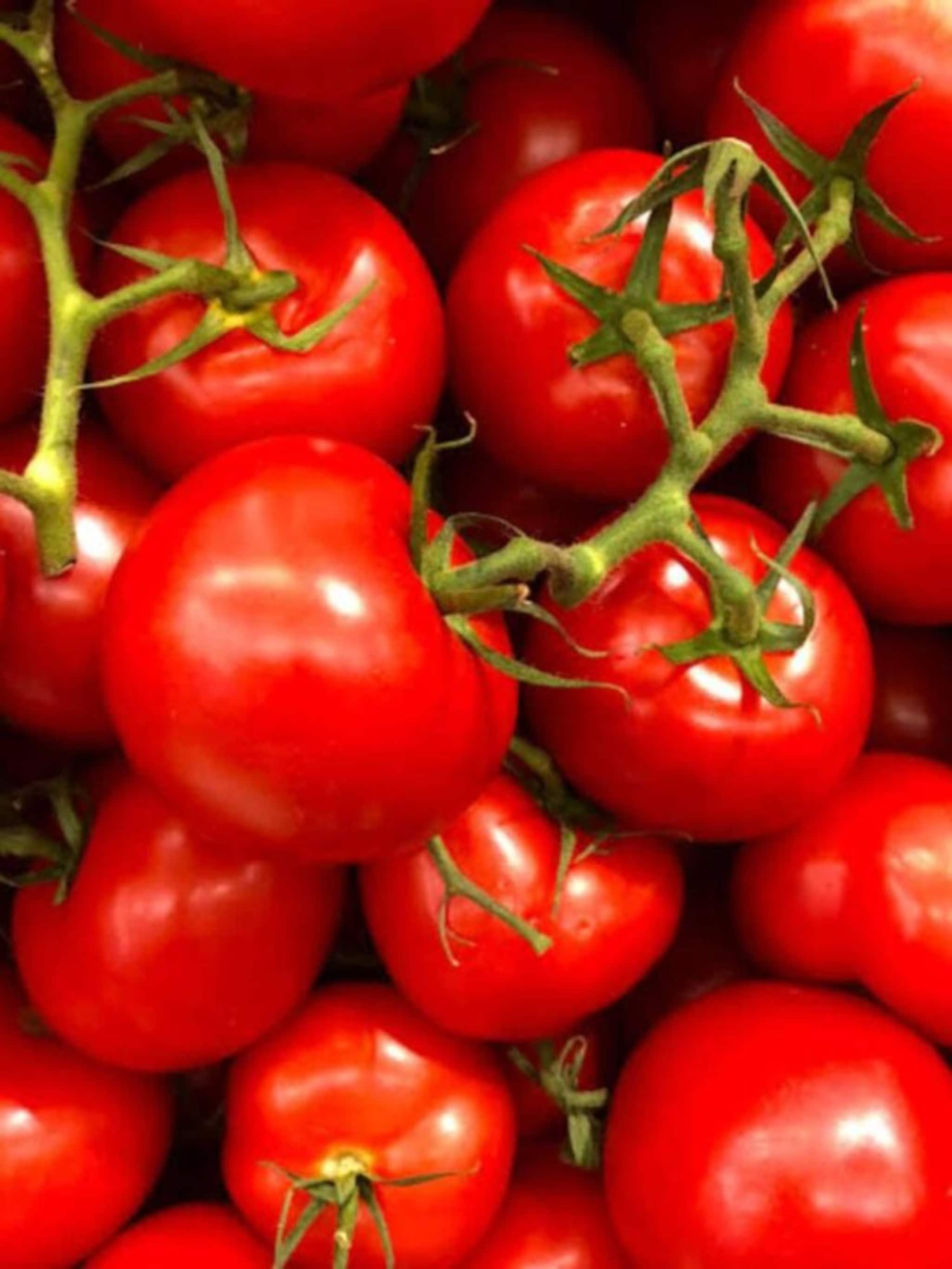 ৩০ টাকা/কেজি দরে টমেটো! কবে থেকে?