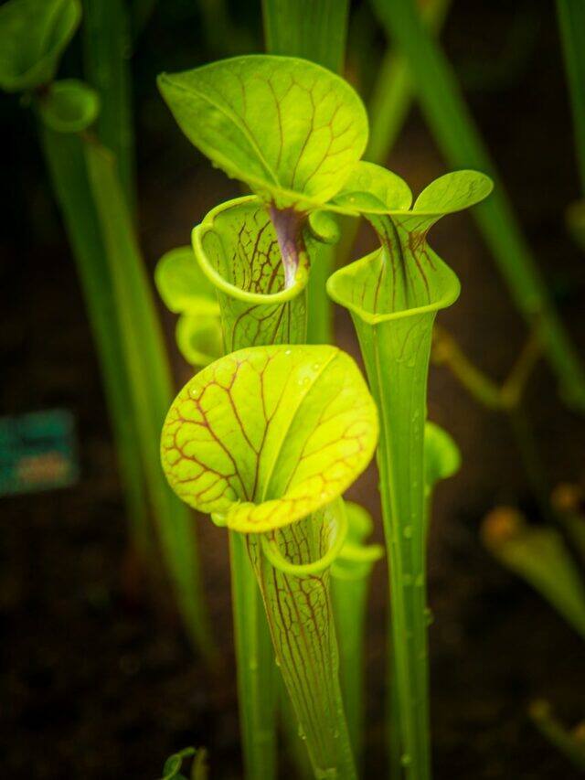 Beware! 8 carnivorous plants that eat insects