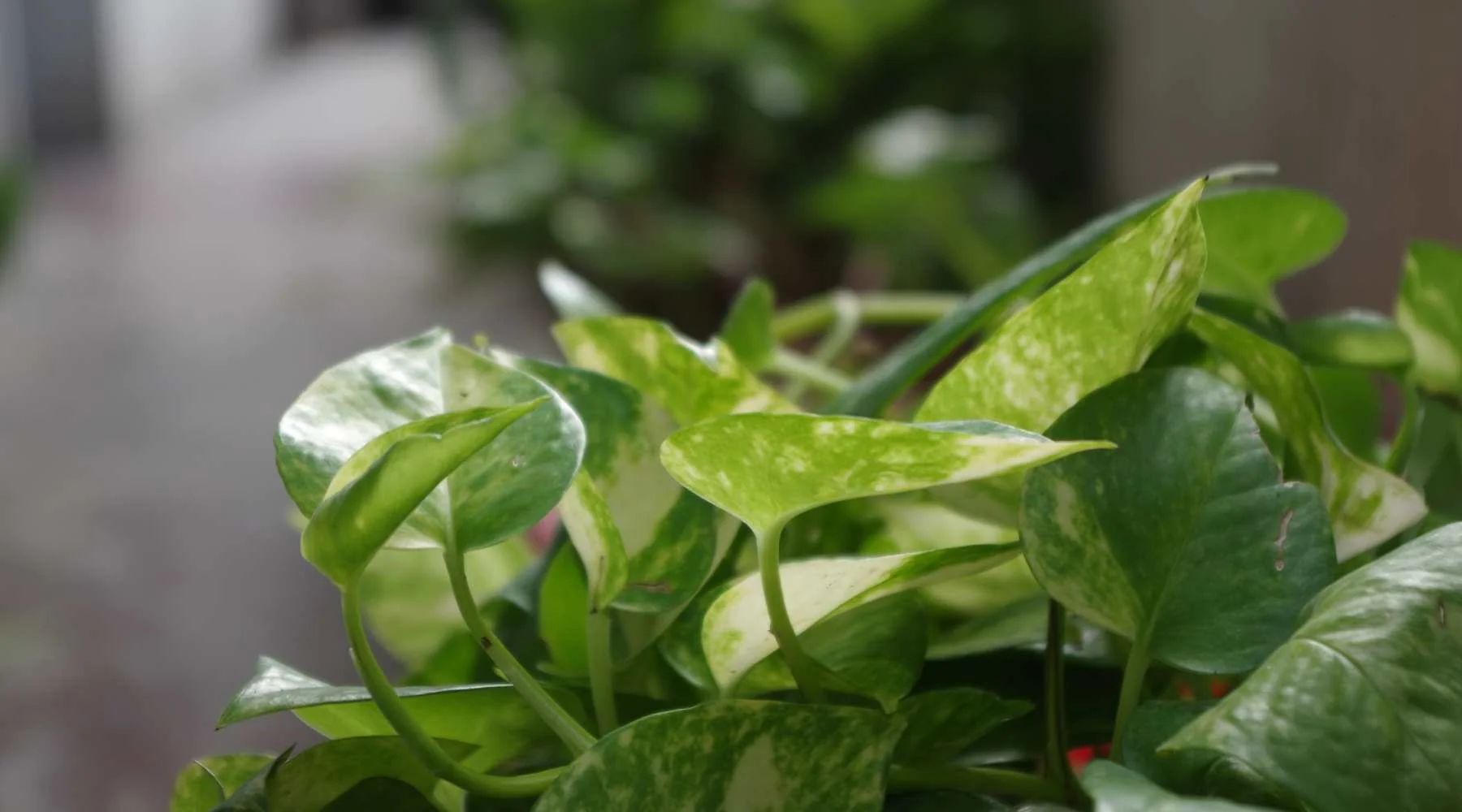 10 Benefits of Money Plant