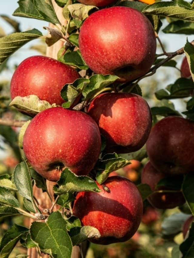 These are the 10 best rated apple varieties in the world