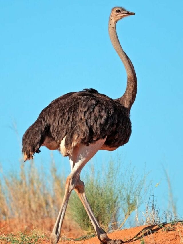 10-animals-with-long-necks