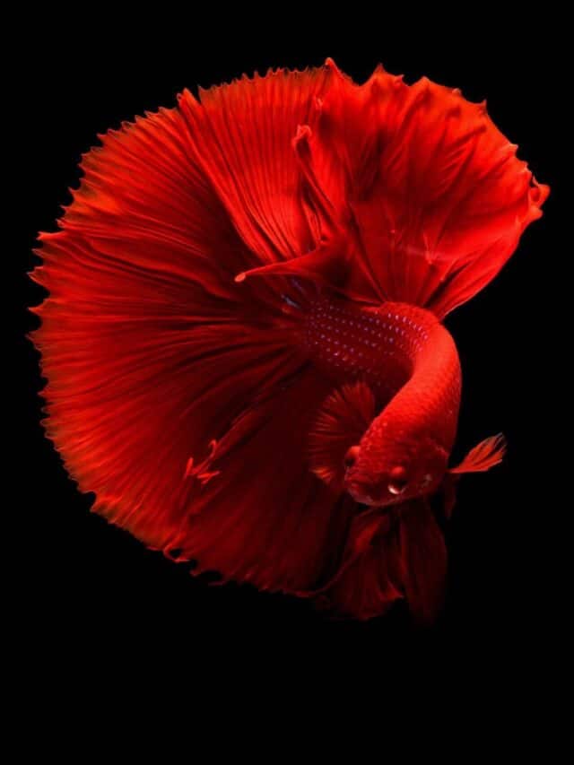 10 Fish That Can Live Without Oxygen