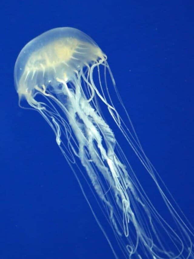 10 Most Venomous Animals On Earth