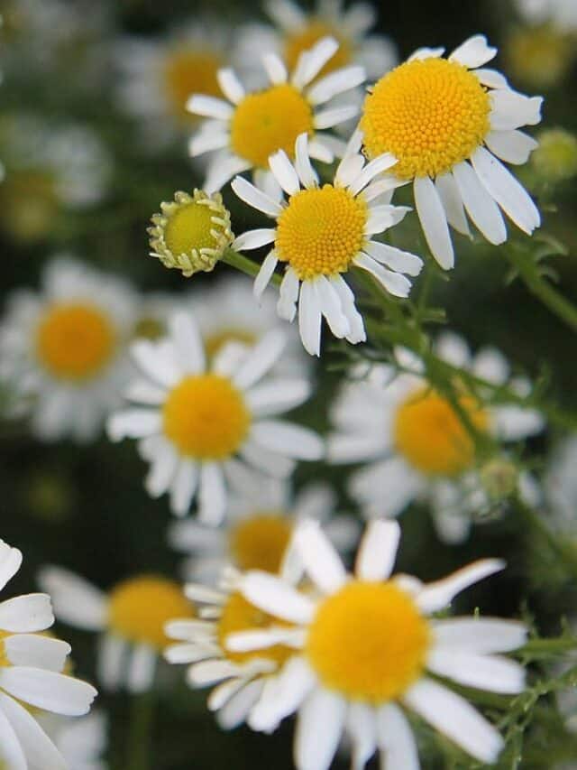 5 Plants For Stress Relief