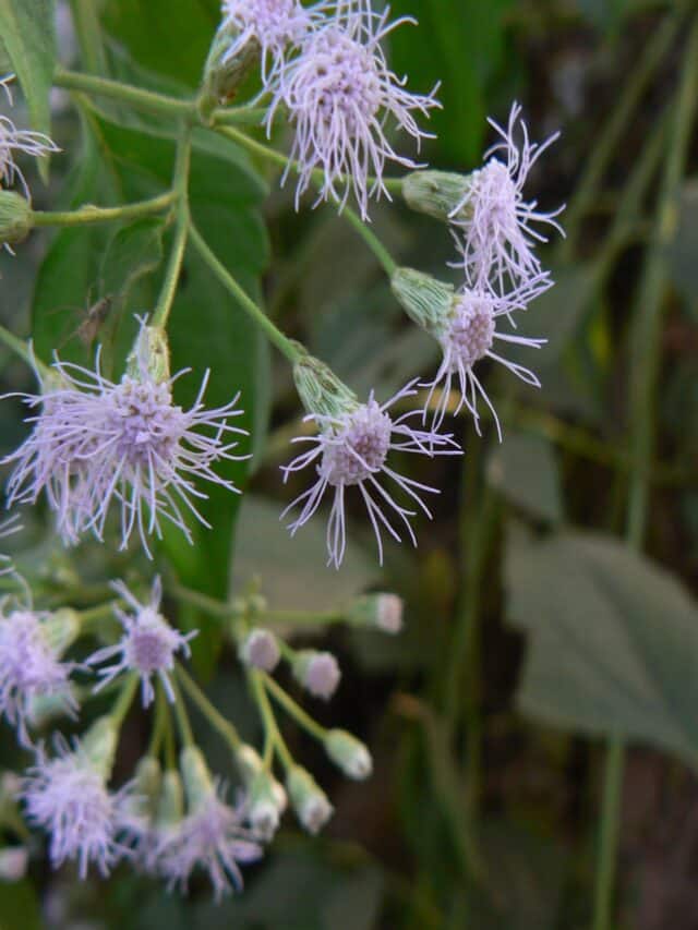 5 Plants For Stress Relief