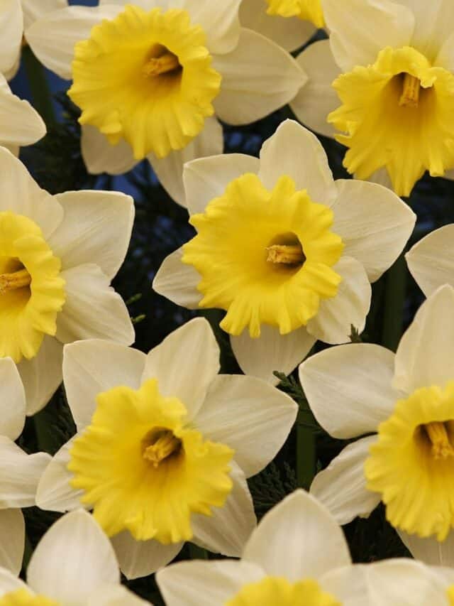 7 Tips To Grow Daffodils