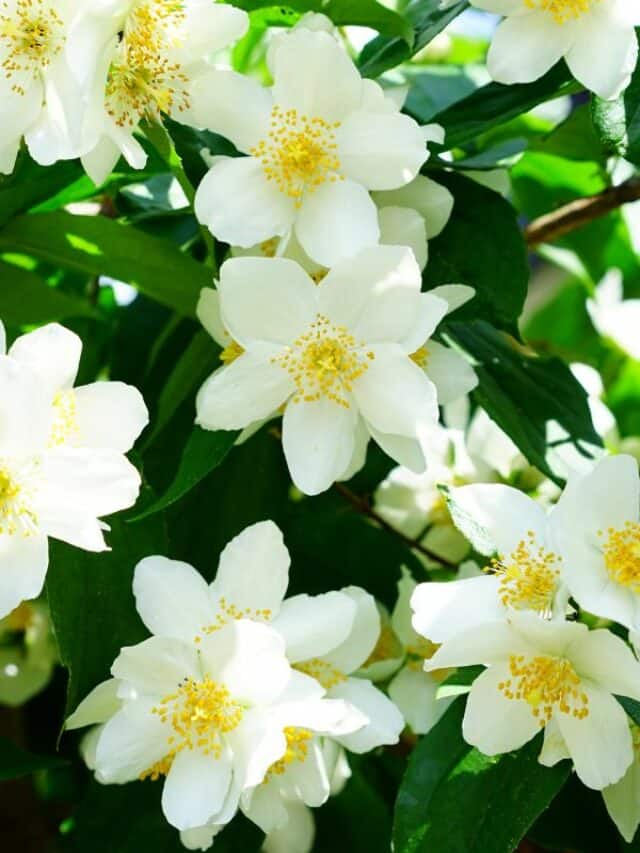 10 Plants That Give Oxygen At Night