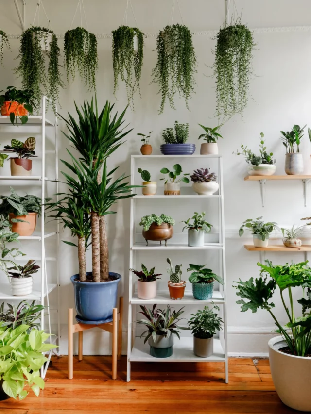 10 Benefits of Money Plant