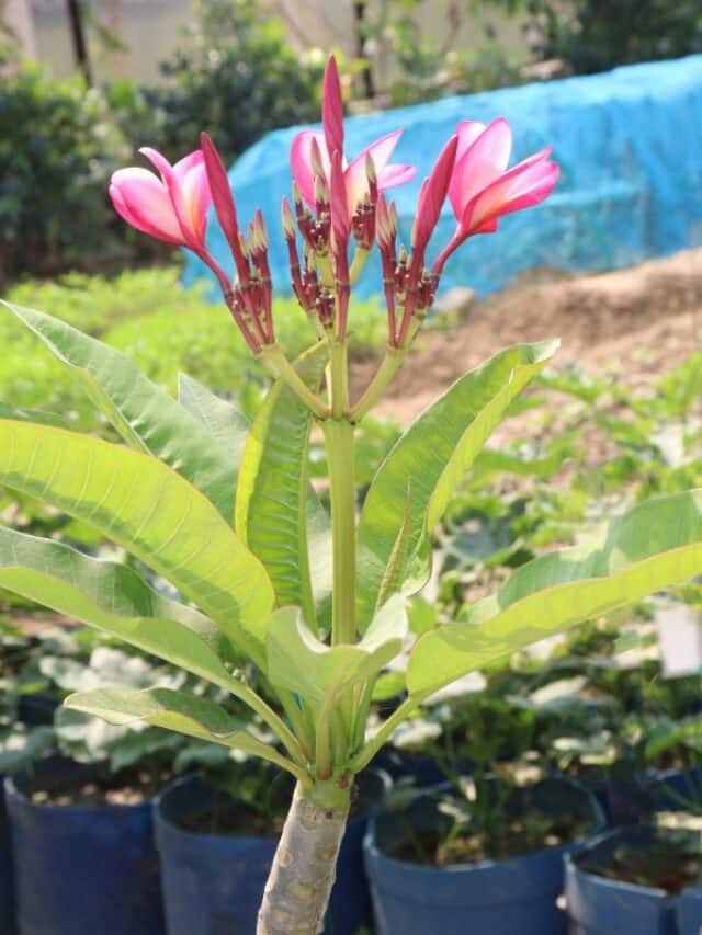 5 Outdoor Plants That Smell Amazing