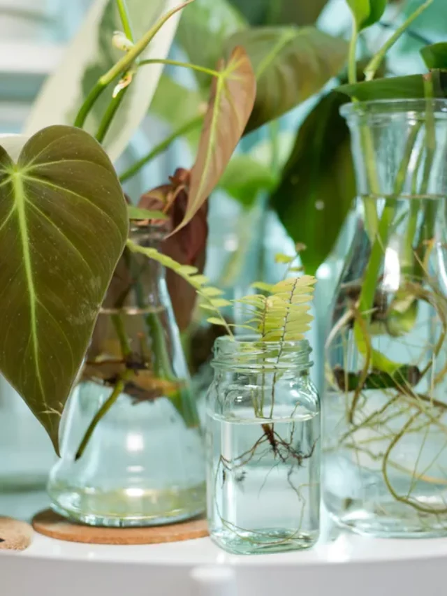 6 Plants That Don’t Require Soil to Grow