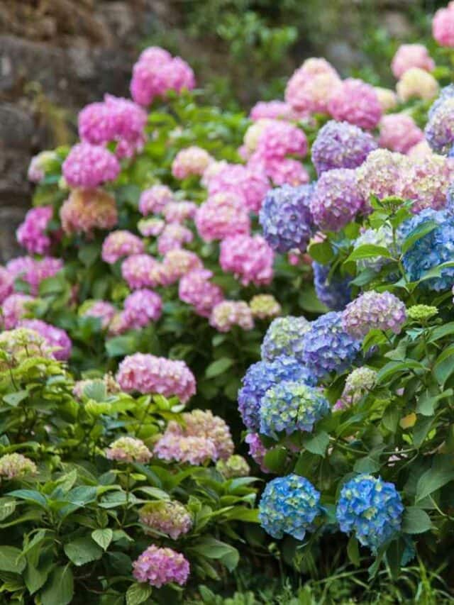 Top 9 Indian Plants That Grow in Full Shade