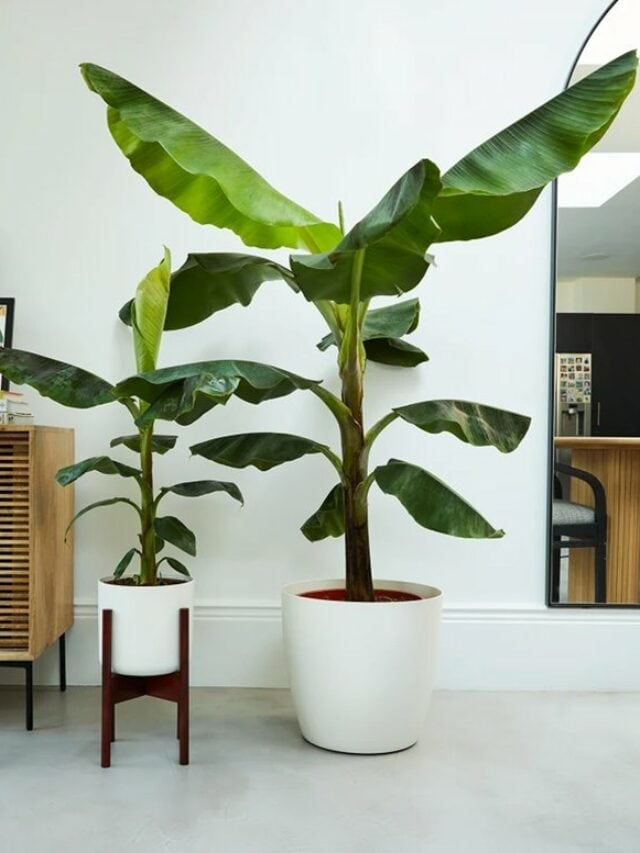 10 Statement-Making Big Leaf Indoor Plants