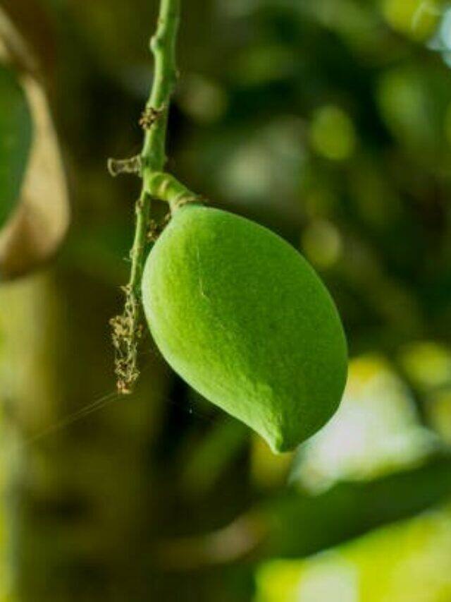 6 Benefits to Eating Raw Mangoes