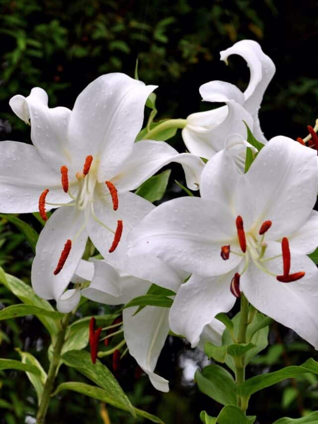 8 Night and EveningBlooming Flowers