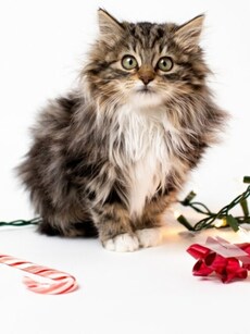 World Cat Day: 10 highest earning cats on Instagram