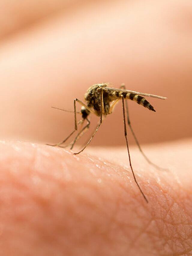 Machhar Insect पावसाळ्यात मच्छरांना कसं पळवला? वापरा घरगुती उपाय