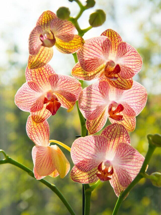 10 Lucky Indoor Plants That Bring Good Health and Love