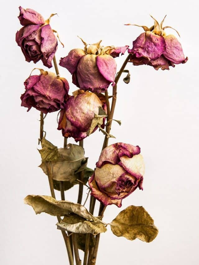 10 Plants That Are Said To Bring Bad Luck