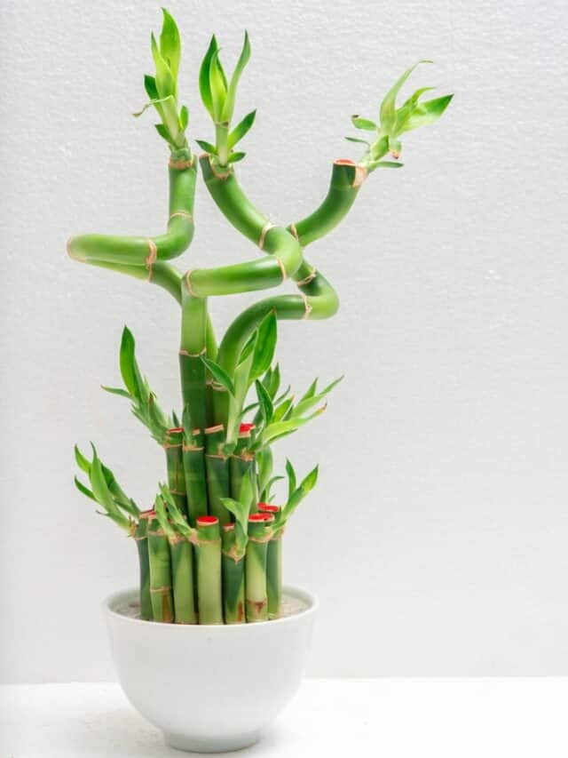 5 Plants That Bring Good Luck