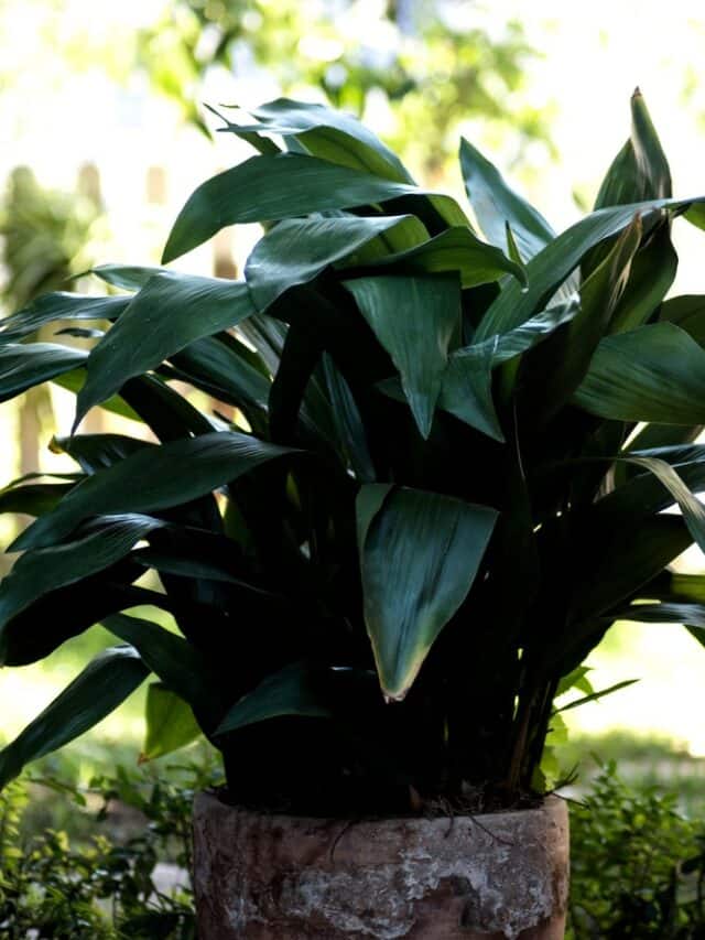 10 Low Light Indoor Plants That Grow Without Sunlight