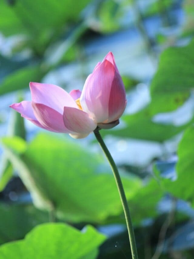 5 Plants That Are Endangered