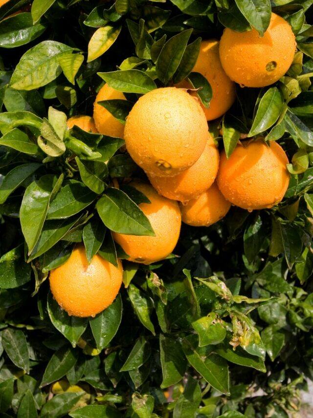 7 Fruit Plants That Thrive During Winters