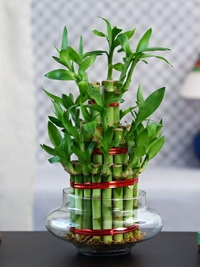 10 Benefits of Having Bamboo Plant at Home According to Vastu