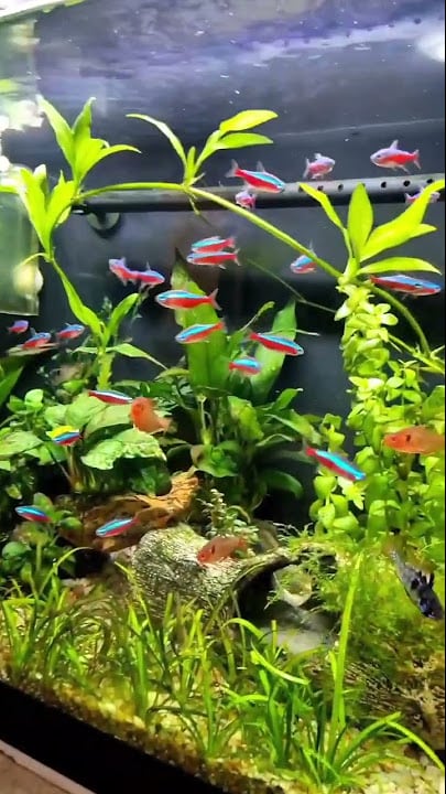 5 Colourful Fish For Your Aquarium