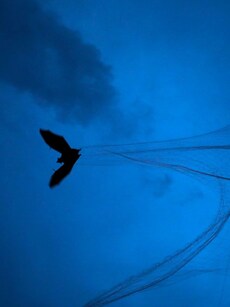 Nipah: A deadly virus returns to Kerala