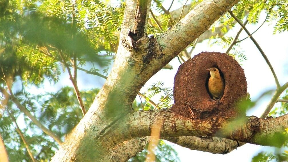 10 of the Most Remarkable Bird Nests
