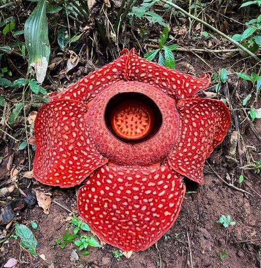 10 Largest Plants In The World