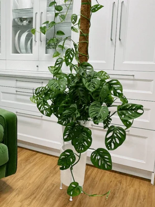 8 Vine Plants You Can Grow Indoors