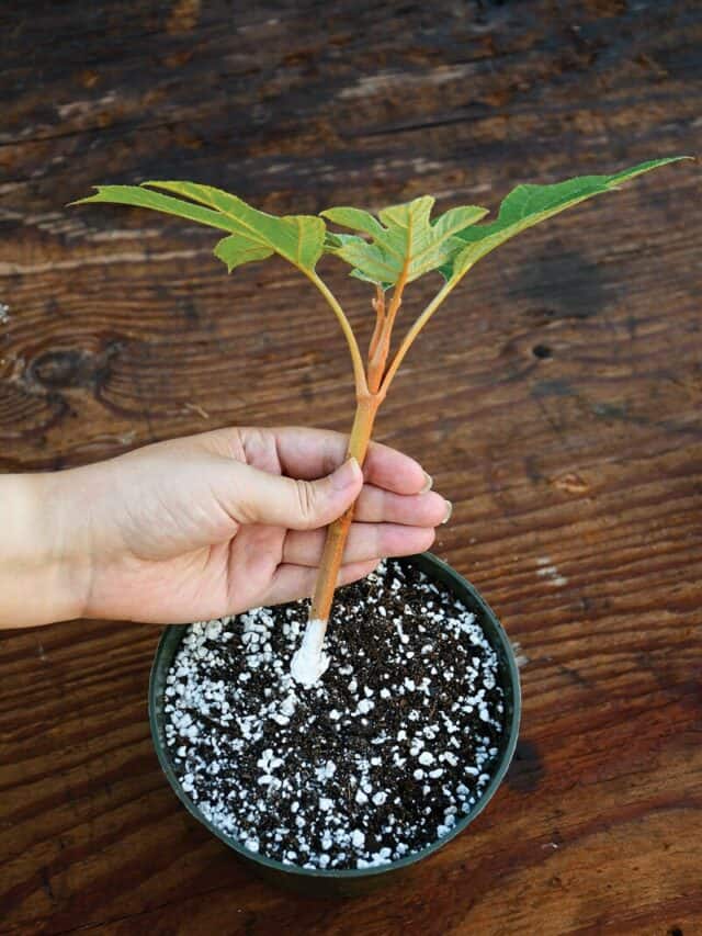 10 Tips To Revive Dying Plant